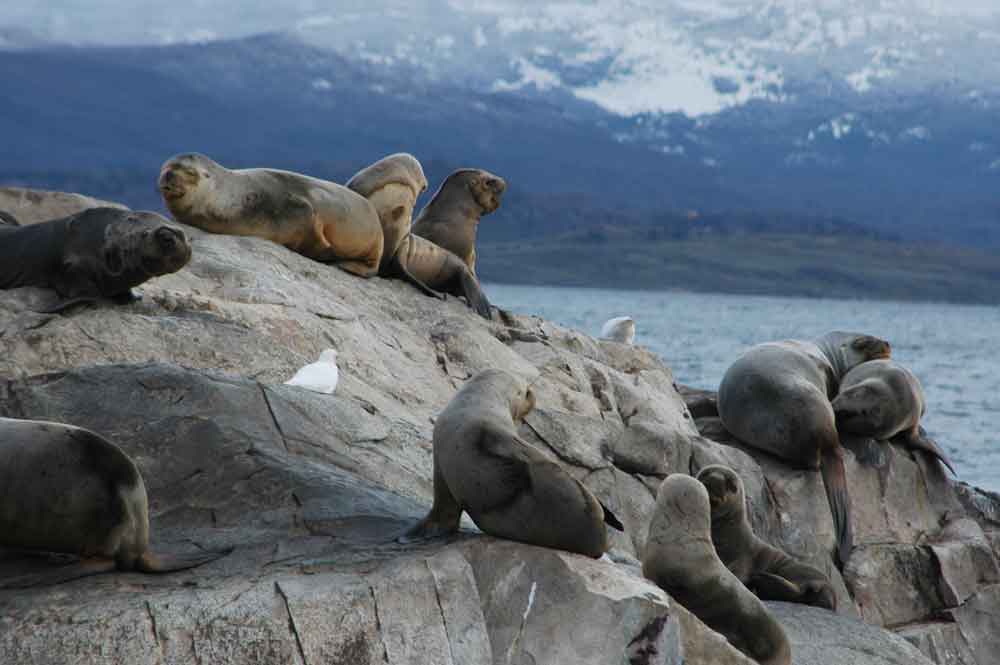 Lobo Marino - isla de los lobos - Ushuaia - Argentina 1.jpg